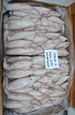 Uroteuthis duvaucelii