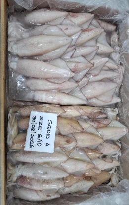  Squid