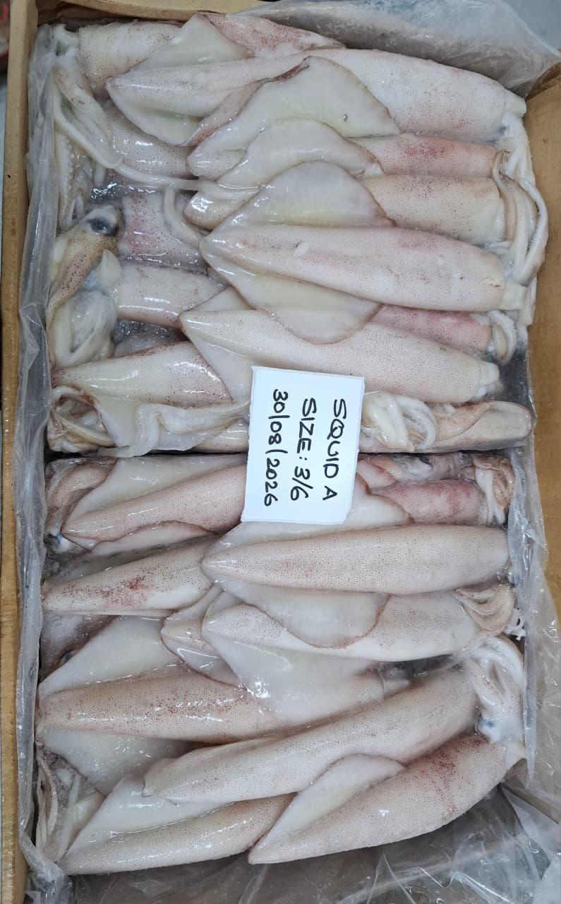 Frozen Loligo Squid