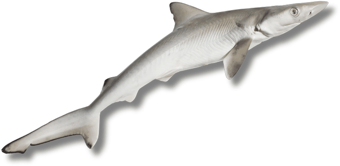 جرجور - Baby Shark