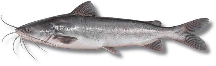 سمك السلور - Catfish