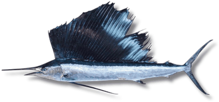 سنسول - Sailfish