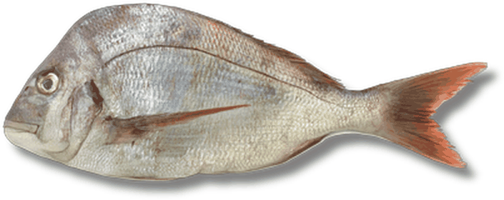 كوفر - Humped Red Seabream