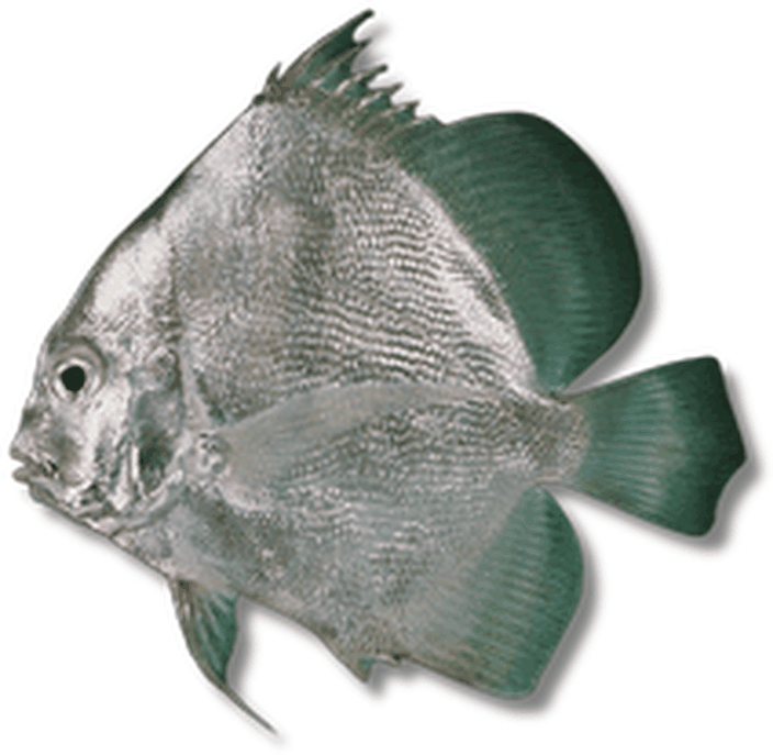 مشط بحري - Concertina Fish