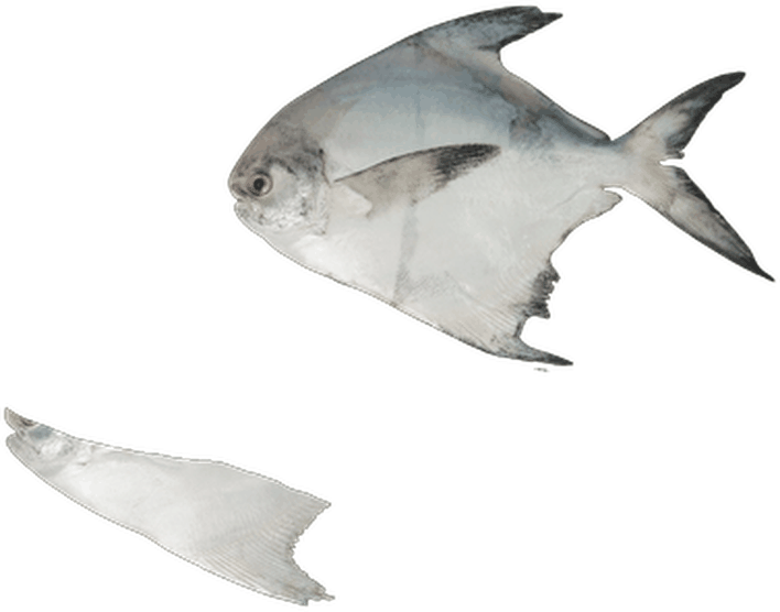 حلوى بيضاء - Silver Pomfret