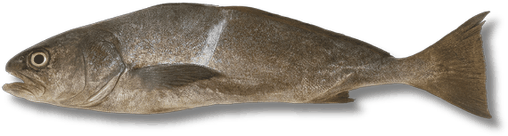 تقوى - Bluefish