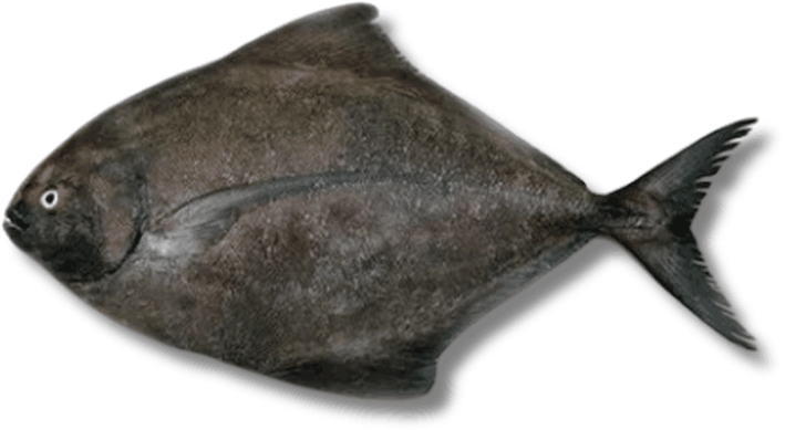 حلوى سوداء - Black Pomfret