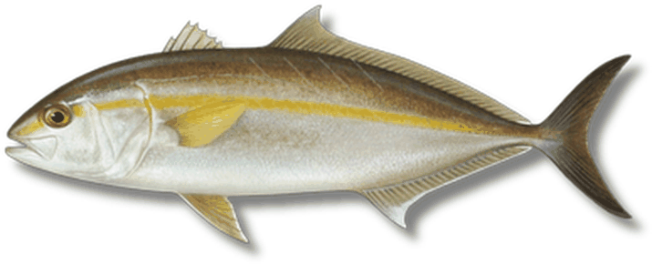 باعيل - Amberjack