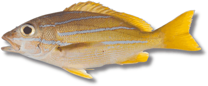 نيسر - Blueline Snapper