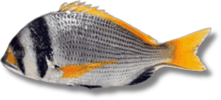 شعم - Doublebar Seabream