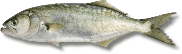 صافي - Rabbitfish