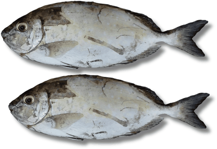 أشخلي - Black Croaker