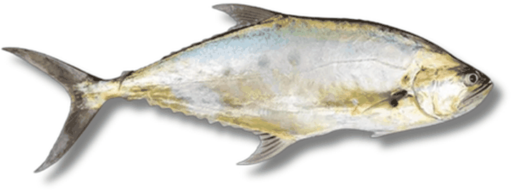 حبسة - Queenfish