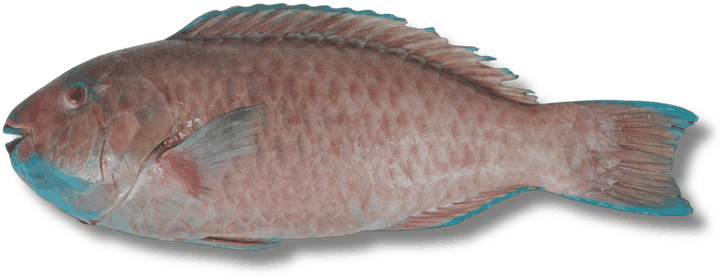 ببغاء - Parrotfish