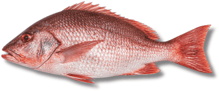 حمراء - Red Snapper