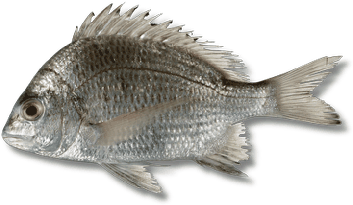 ضاف - Picnic Seabream
