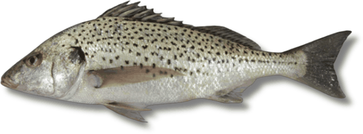 نجرور - Spotted Grunt