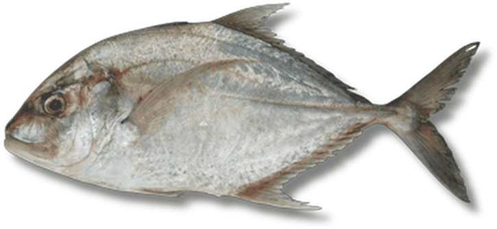 صال - Trevally