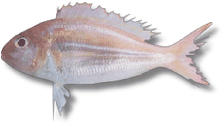 مونكل بريم - Monocle Bream