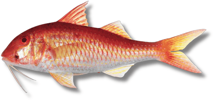 سلطان إبراهيم - Red Mullet