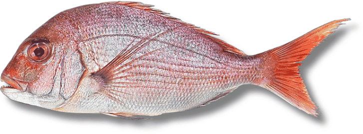 كوفر أحمر - Red Seabream