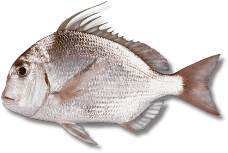 كوفر - Soldier Bream
