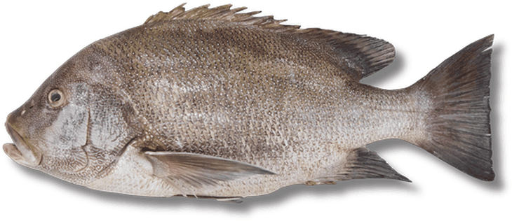 صبيطي - Sobaity Bream