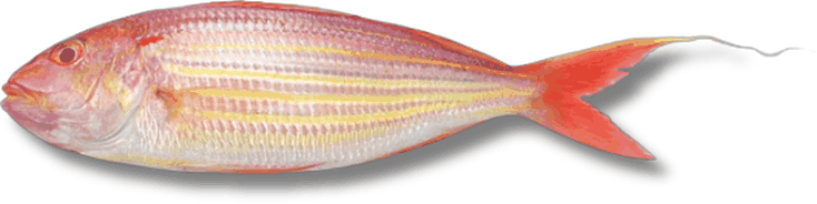 غزوان - Threadfin Bream