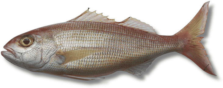 عندق - Jobfish