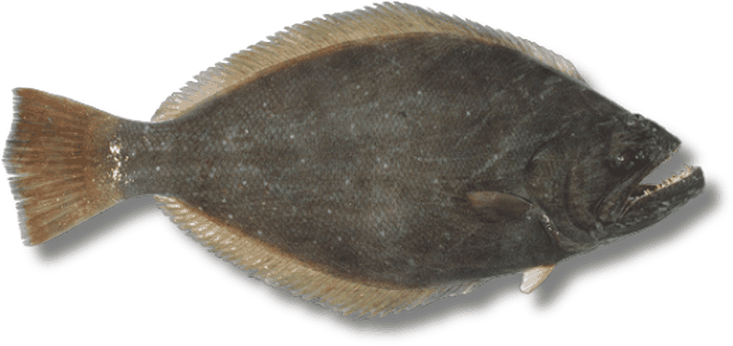 سمك موسى - Indian Halibut
