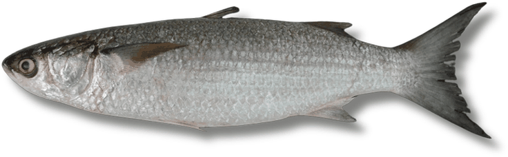 شاد جيزارد - Gizzard Shad