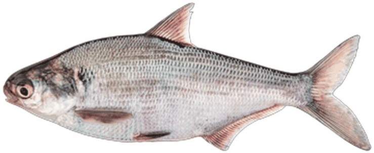عيفة - Milkfish