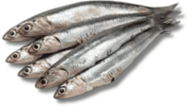 برية - أنشوفة - Anchovy