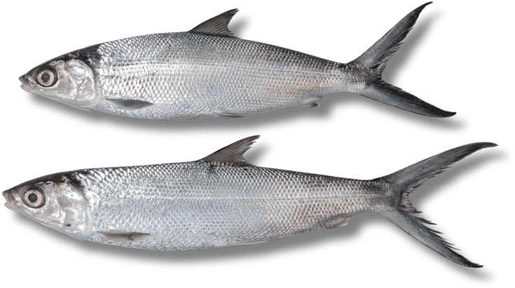 بياح - بوري رمادي - Grey Mullet