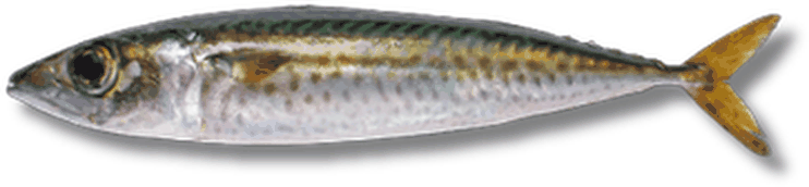 ضلعة - ماكريل هندي - Indian Mackerel