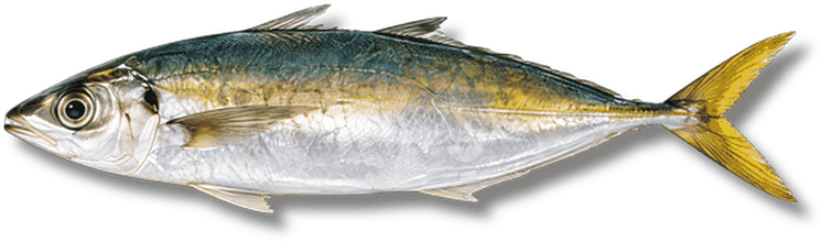 بنبار - Chub Mackerel