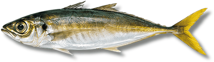 عكار - Horse Mackerel