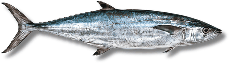 كنعد - Kingfish