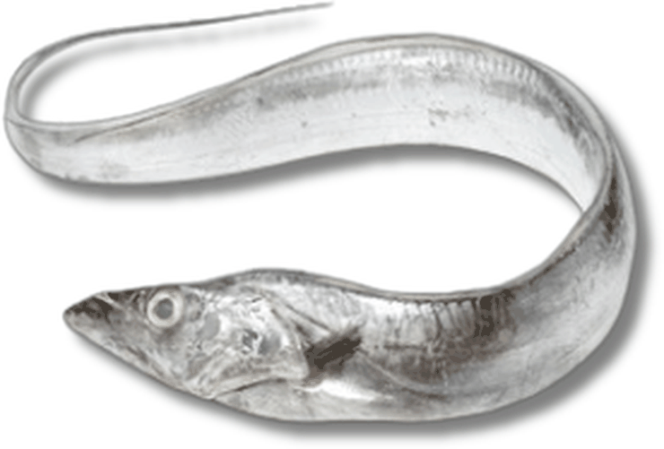 سيوف - Ribbonfish