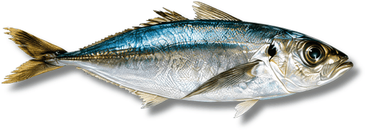 صيمة - Jack Mackerel