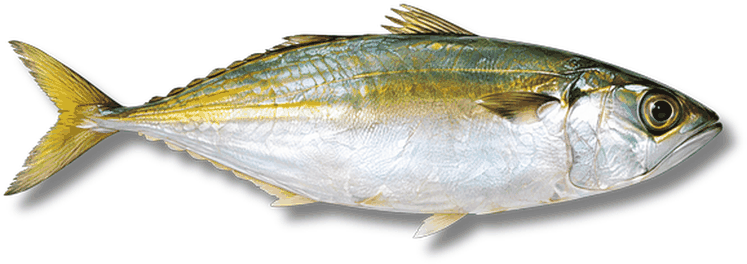 اسكاد الماكريل - Mackerel Scad