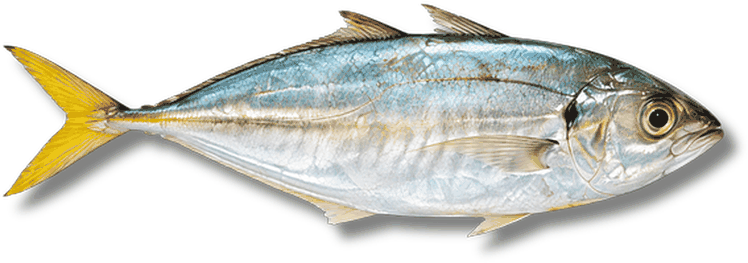 قصمة - Yellowtail Scad