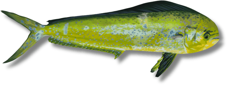 ماهي ماهي - Mahi Mahi