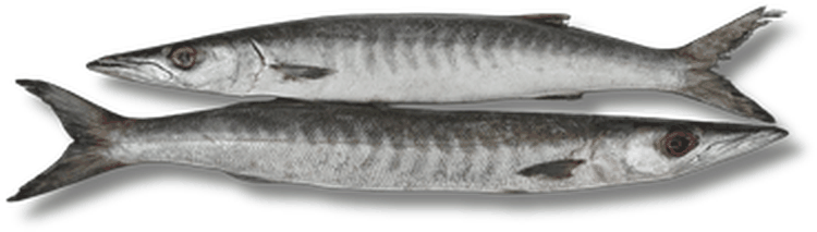 قد - باراكودا - Barracuda