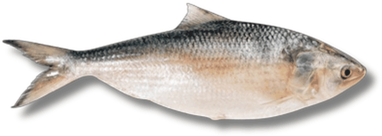 هلسة - Hilsa