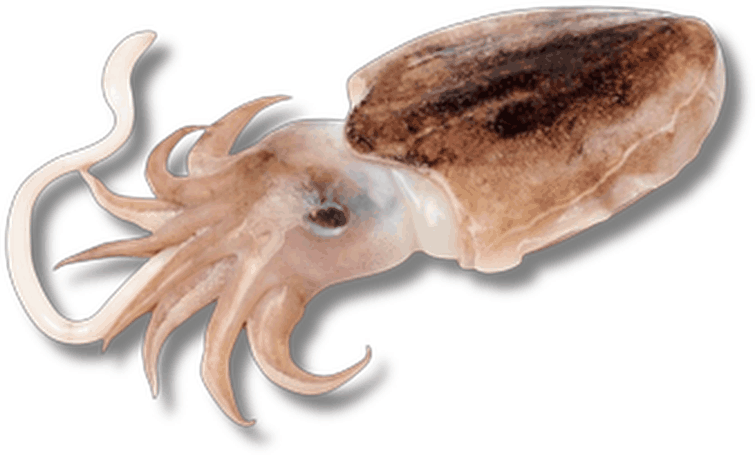 حبار - Cuttlefish
