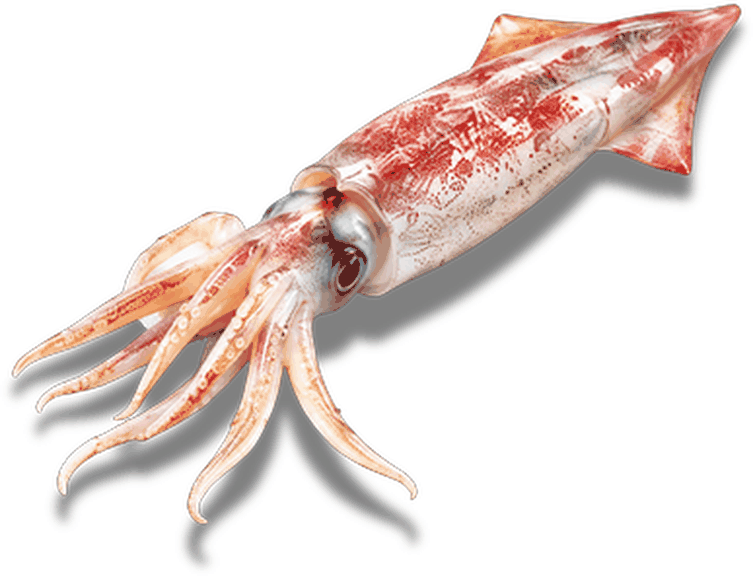 سكويد لوليغو - Loligo Squid