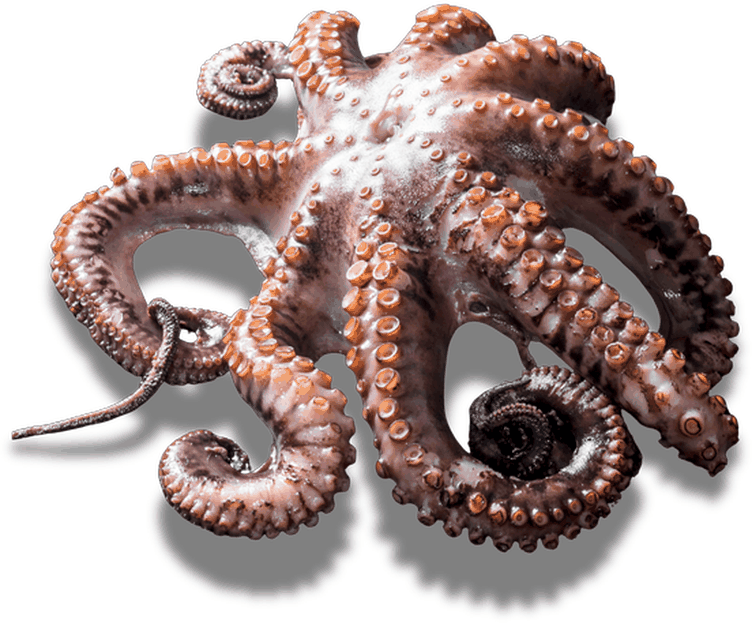 أخطبوط - Octopus