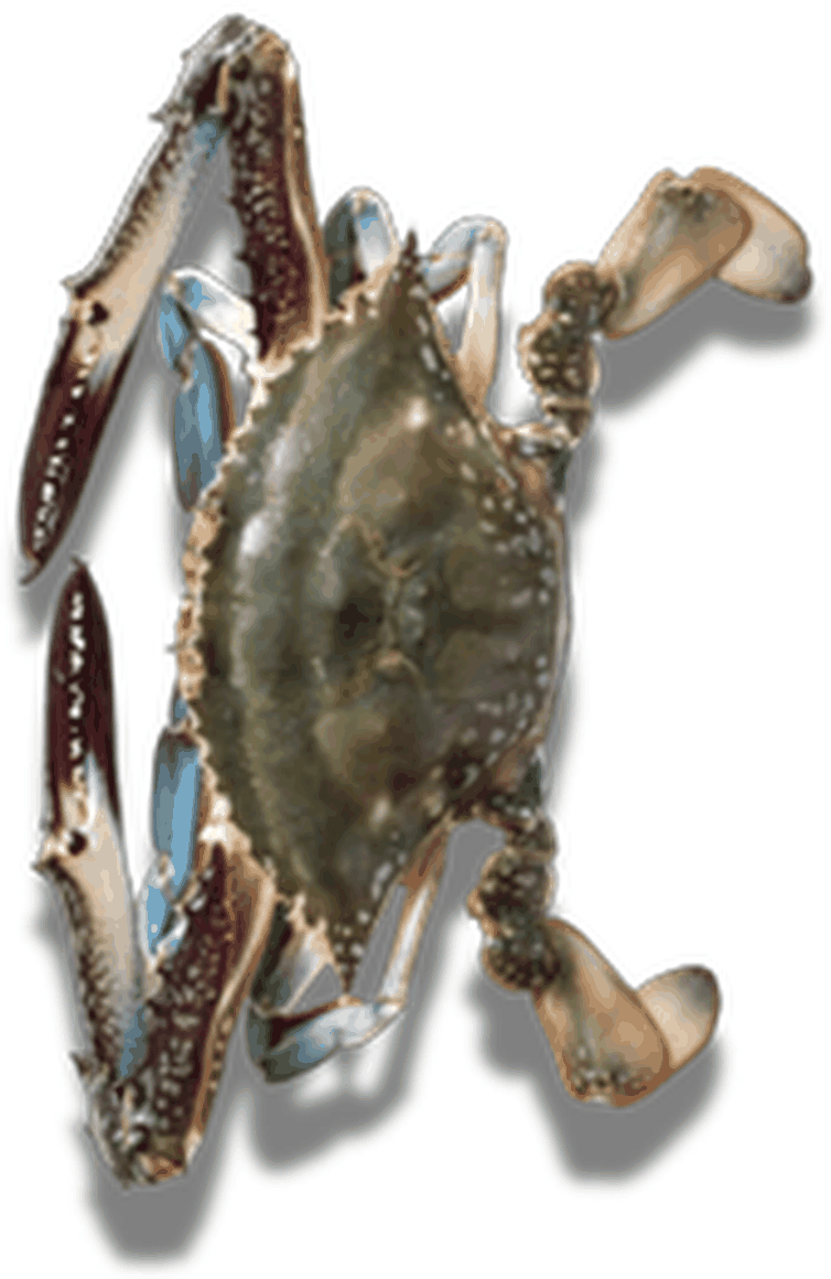 سلطعون - Crab