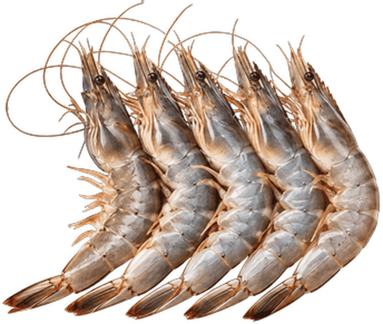 روبيان - Shrimp